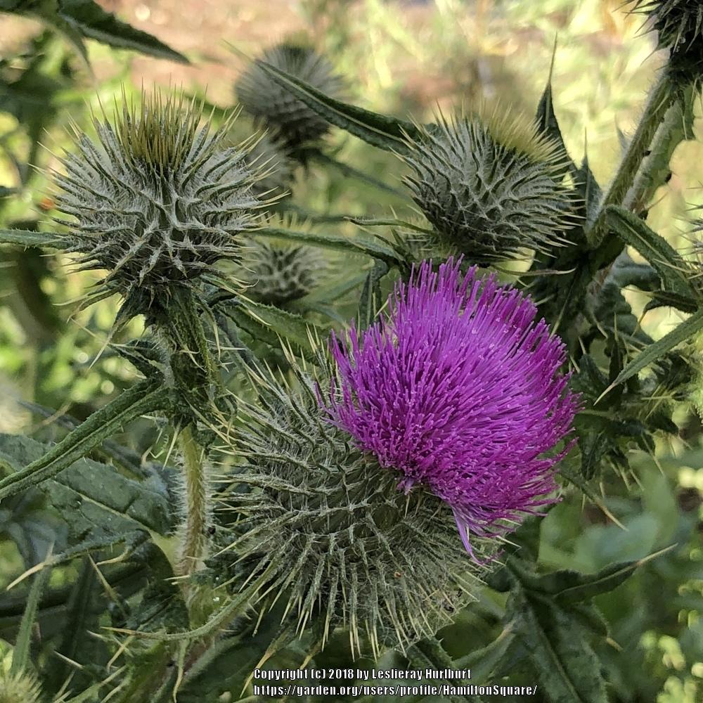 Photo of Bull Thistle (Cirsium vulgare) uploaded by HamiltonSquare