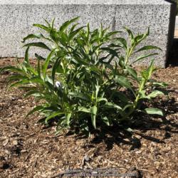 Location: Hamilton Square Garden, Historic City Cemetery, Sacramento CA.
Date: 2018-02-19
Fall planted (2017) purchase from Annie's Annuals and Perennials 