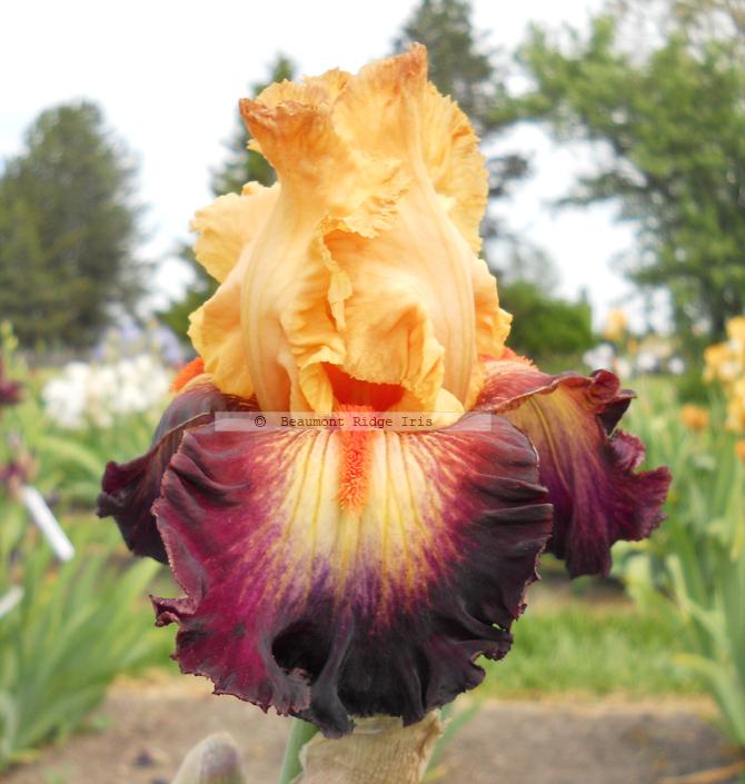 Photo of Tall Bearded Iris (Iris 'Original Art') uploaded by TBMan
