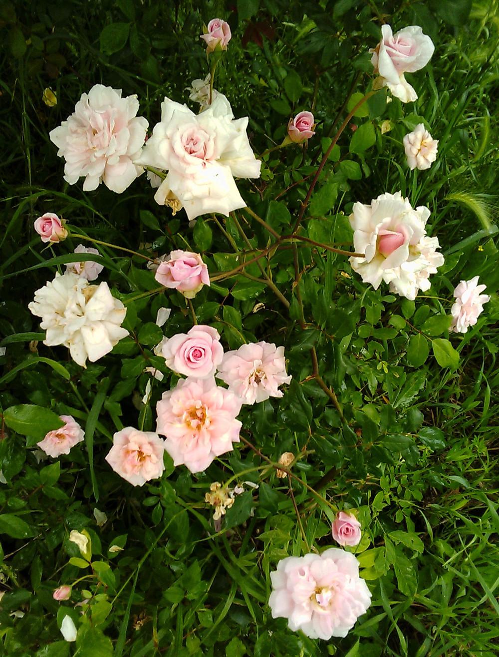 Photo of Polyantha Rose (Rosa 'Cecile Brunner') uploaded by manueldalmeida