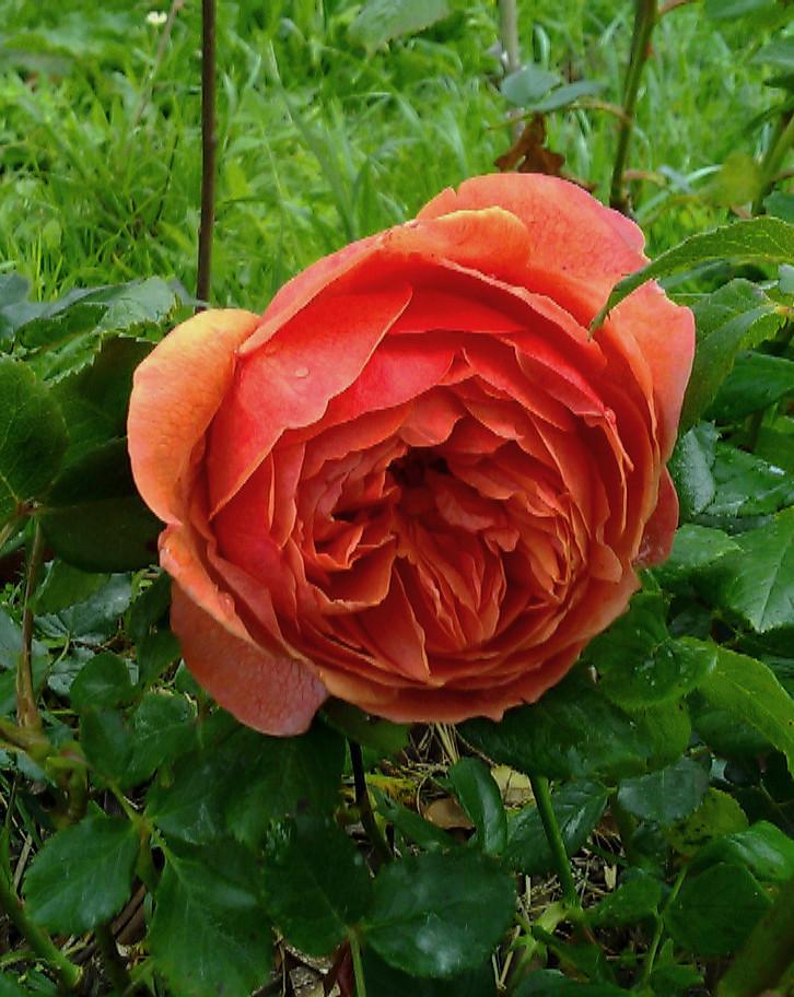 Photo of Rose (Rosa 'Summer Song') uploaded by manueldalmeida