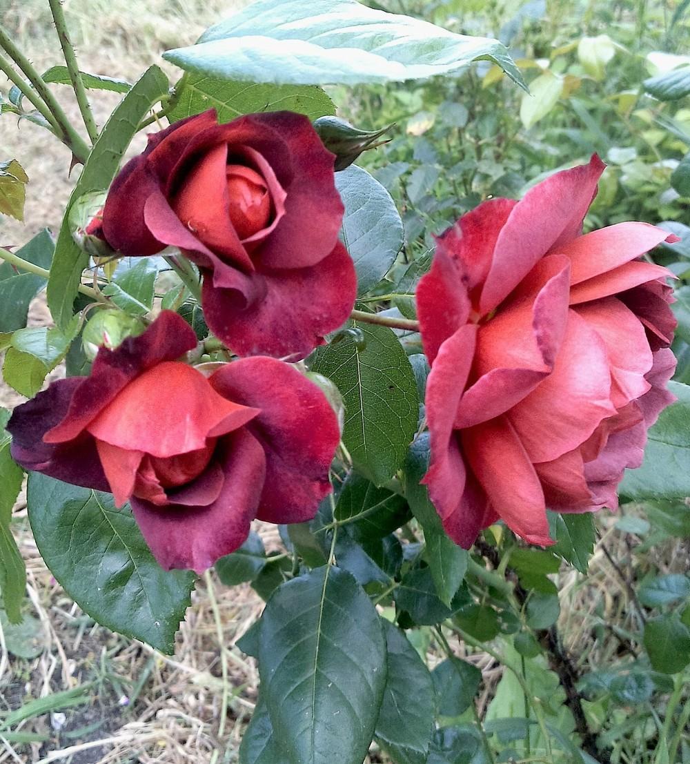 Photo of Rose (Rosa 'Hot Chocolate') uploaded by manueldalmeida