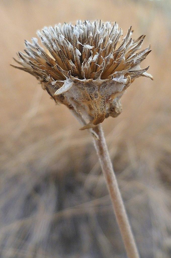 Photo of Arrowleaf Balsamroot (Balsamorhiza sagittata) uploaded by robertduval14