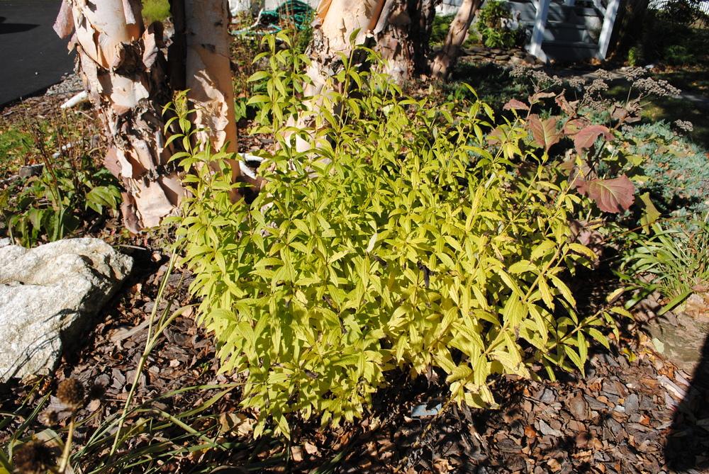 Photo of Culver's Root (Veronicastrum virginicum) uploaded by ILPARW