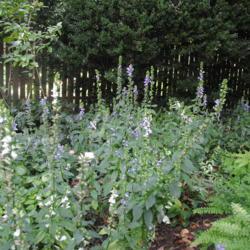 Location: West Chester, Pennsylvania
Date: 2016-08-29
group of blue and white bloomers in landscape