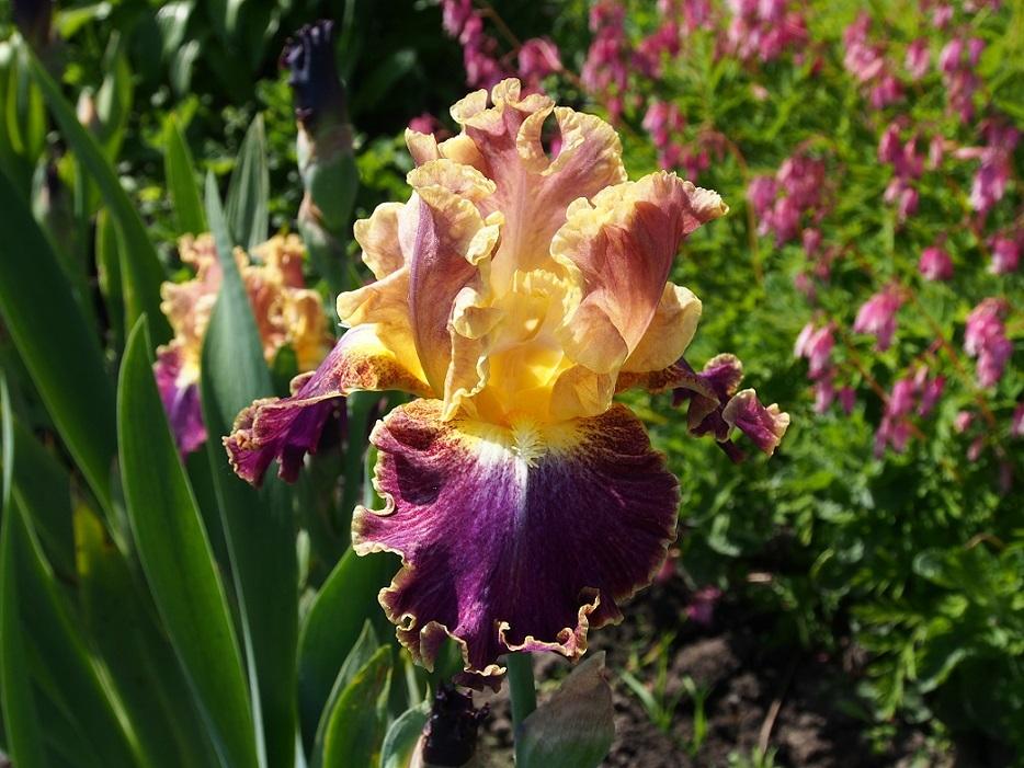 Photo of Tall Bearded Iris (Iris 'High Master') uploaded by IaninaUkr