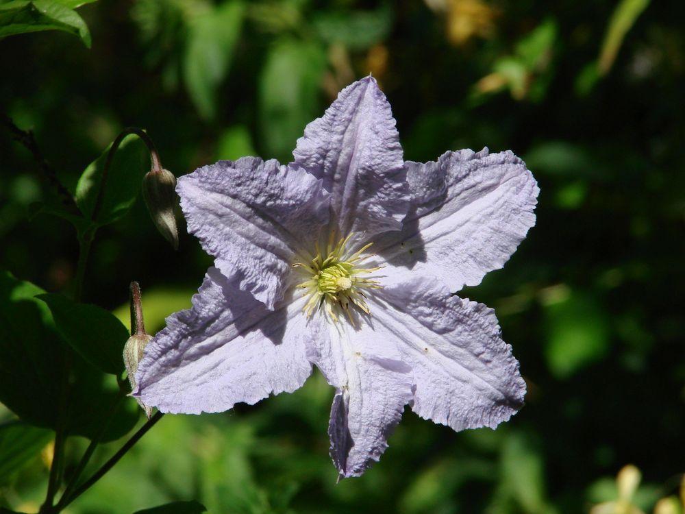 Photo of Clematis Blue Angel uploaded by Joy
