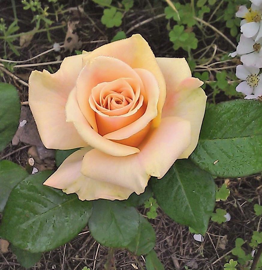 Photo of Rose (Rosa 'Marilyn Monroe') uploaded by manueldalmeida