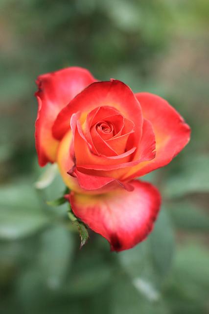 Photo of Rose (Rosa 'Red Gold') uploaded by robertduval14