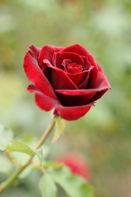 Photo of Rose (Rosa 'Kuroshinju') uploaded by robertduval14