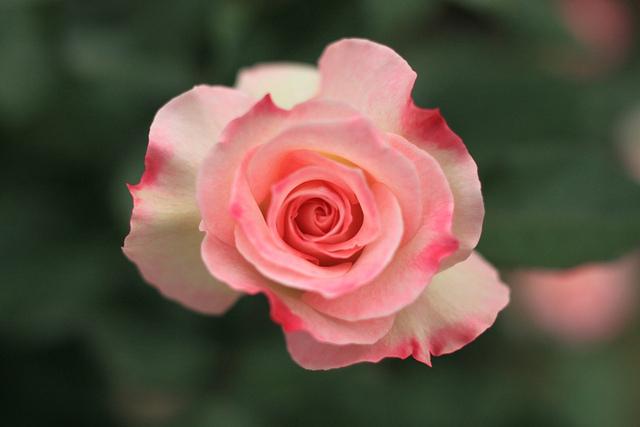 Photo of Rose (Rosa 'Charles Aznavour') uploaded by robertduval14