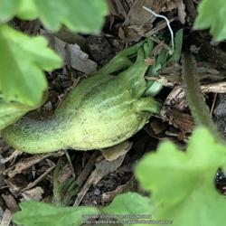 Location: Hamilton Square Garden, Historic City Cemetery, Sacramento CA.
Date: 2018-02-20
The flower buds arched stem emerges first and as it grows pulls t