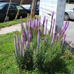 Location: Wayne, Pennsylvania
Date: 2011-07-17
plants in bloom