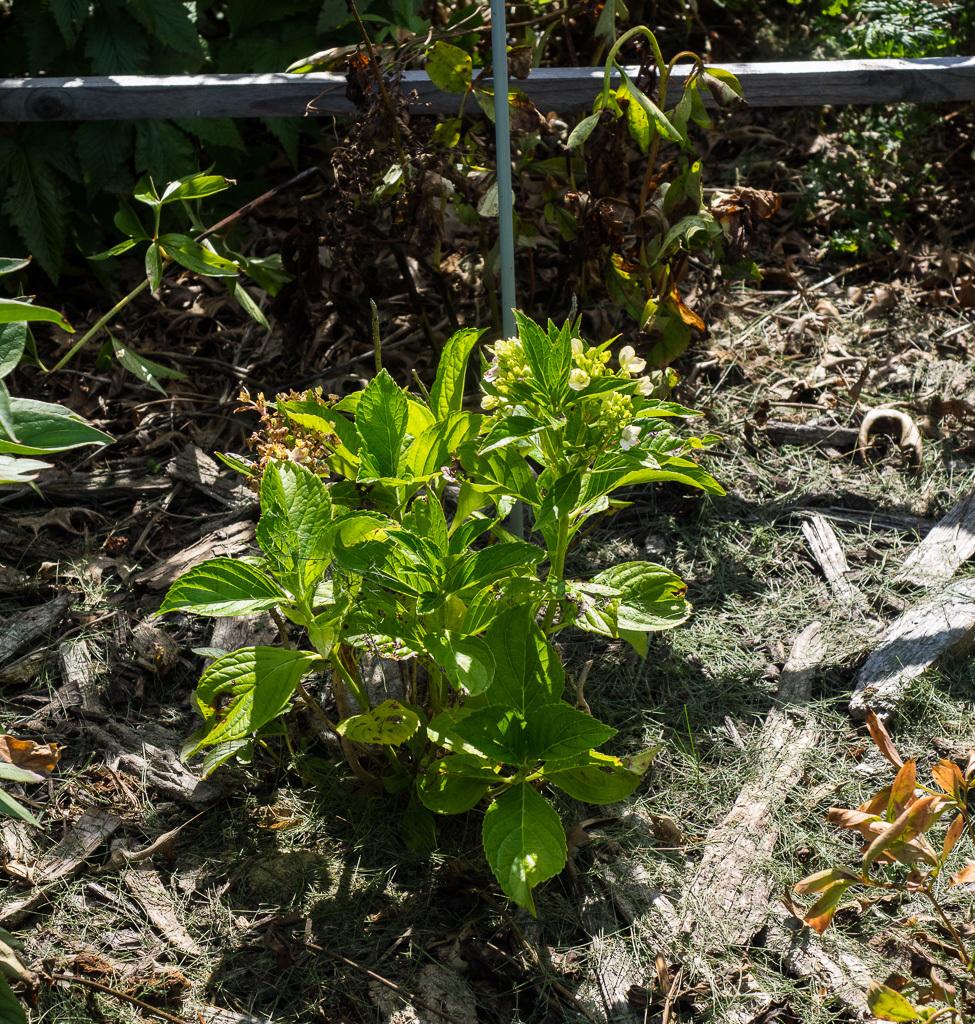 Photo of Hydrangea (Hydrangea macrophylla Forever & Ever® Peppermint) uploaded by frankrichards16