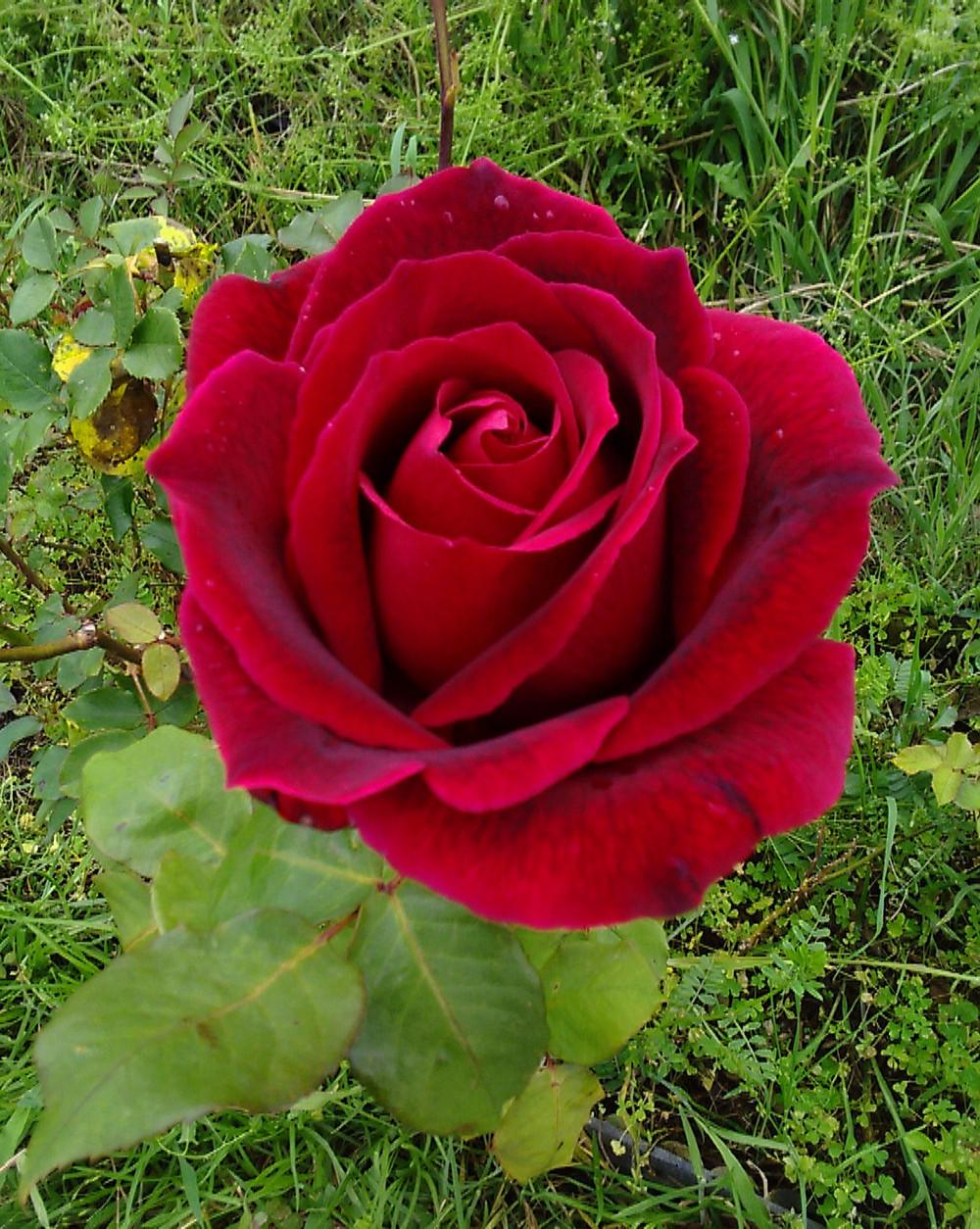 Photo of Rose (Rosa 'Chrysler Imperial') uploaded by manueldalmeida