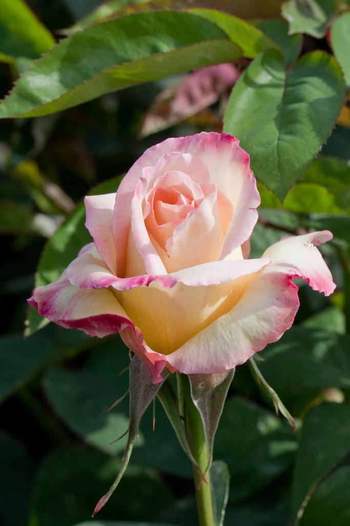 Photo of Hybrid Tea Rose (Rosa 'Garden Party') uploaded by robertduval14
