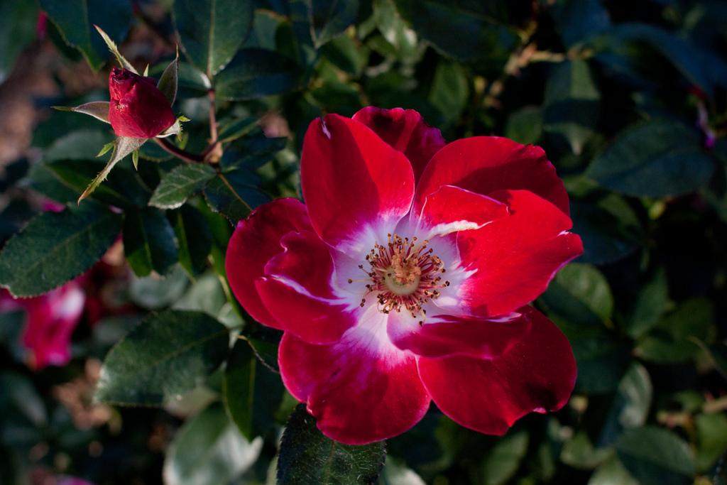 Photo of Rose (Rosa 'Rendan') uploaded by robertduval14