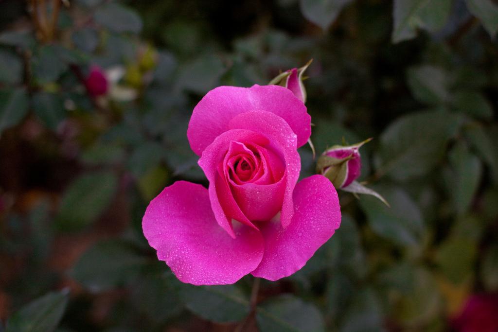 Photo of Rose (Rosa 'Urara') uploaded by robertduval14