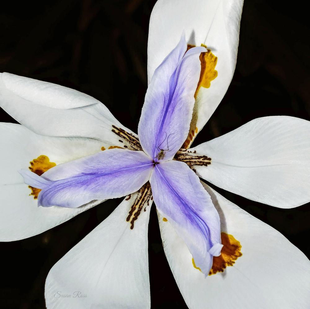Photo of Butterfly Iris (Dietes grandiflora) uploaded by Almostdone