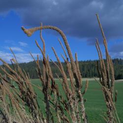 Location: Garfield, WA
Date: 2007-01-24
The antler-like dried seed stalks of the Great Mullein plant.