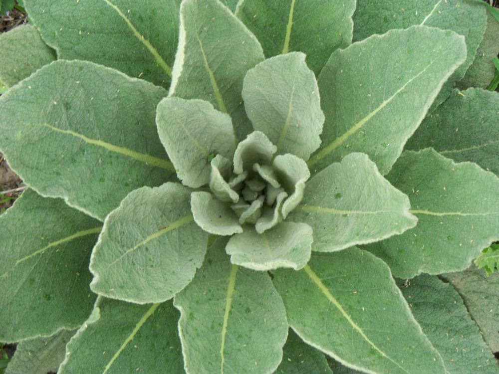 Photo of Common Mullein (Verbascum thapsus) uploaded by Cakeholemoon