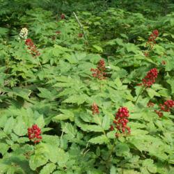 Location: Latah County, Idaho
Date: 2007-01-06
Red and white Baneberry plants in their shady forest habitat.