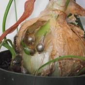 Mother bulb with babies still attached.