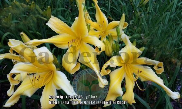 Photo of Daylily (Hemerocallis 'A Convocation of Eagles') uploaded by Char