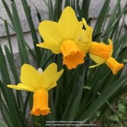 Location: Hamilton Square Garden, Historic City Cemetery, Sacramento CA.
Date: 2018-02-22
Division VI cyclamineus class daffodil has a slight scent.