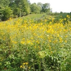 Location: Downingtown, Pennsylvania
Date: 2016-09-05
wild mass in bloom