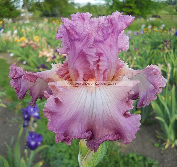 Photo of Tall Bearded Iris (Iris 'Performing Arts') uploaded by TBMan
