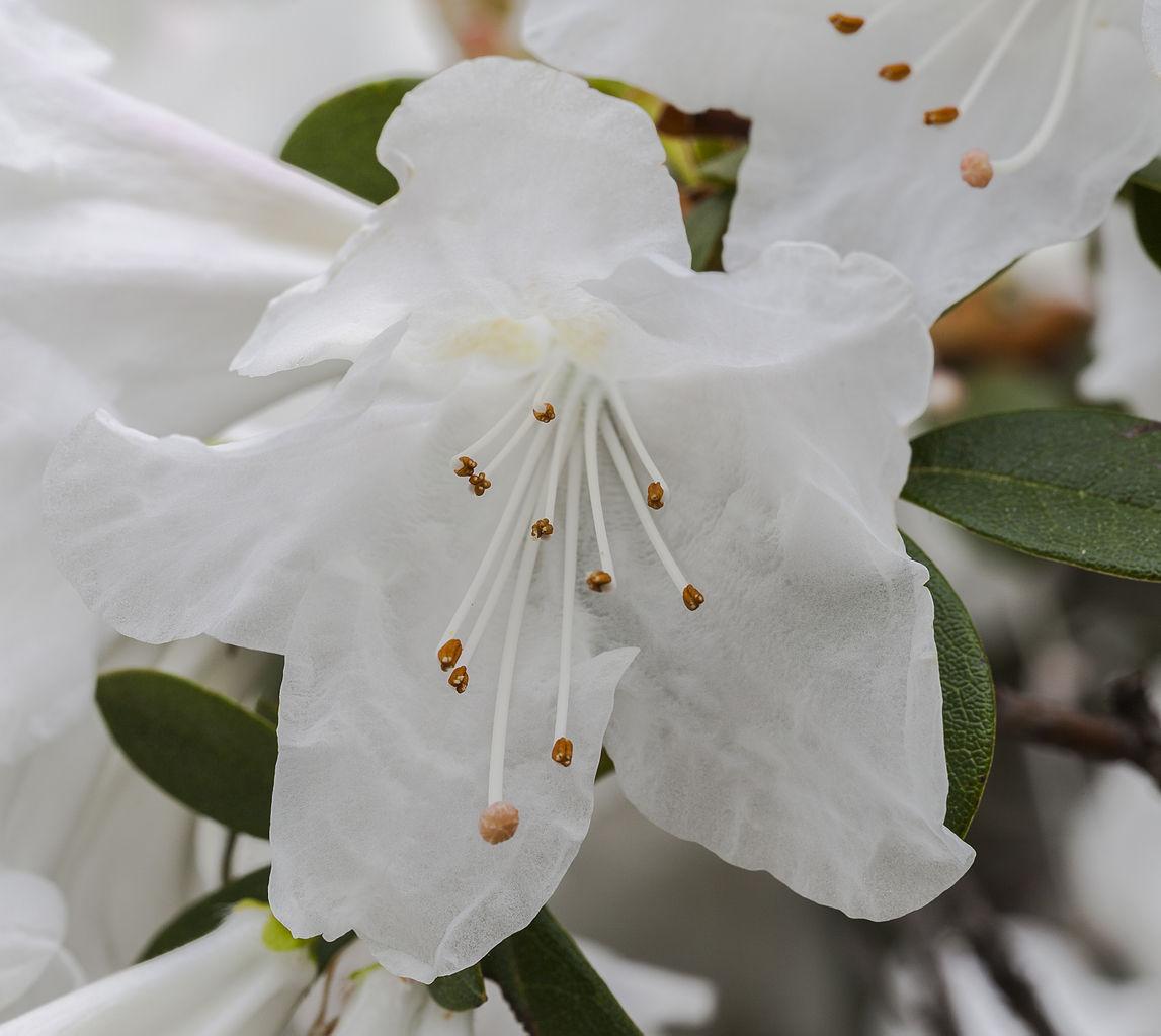 Photo of Rhododendron (Rhododendron formosum) uploaded by robertduval14
