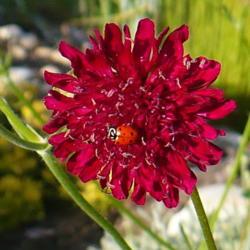 Location: Nora's Garden - Castlegar, B.C.
Date: 2011-06-20
Red Knight with Ladybug friend - 6:50 pm.