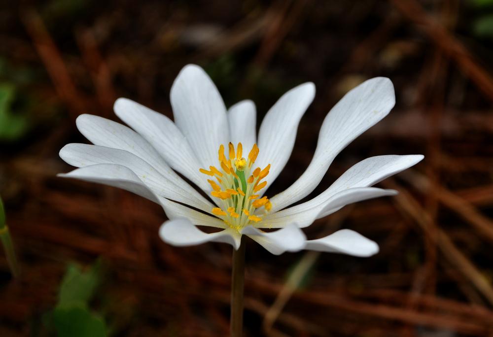 Photo of Bloodroot (Sanguinaria canadensis) uploaded by dawiz1753