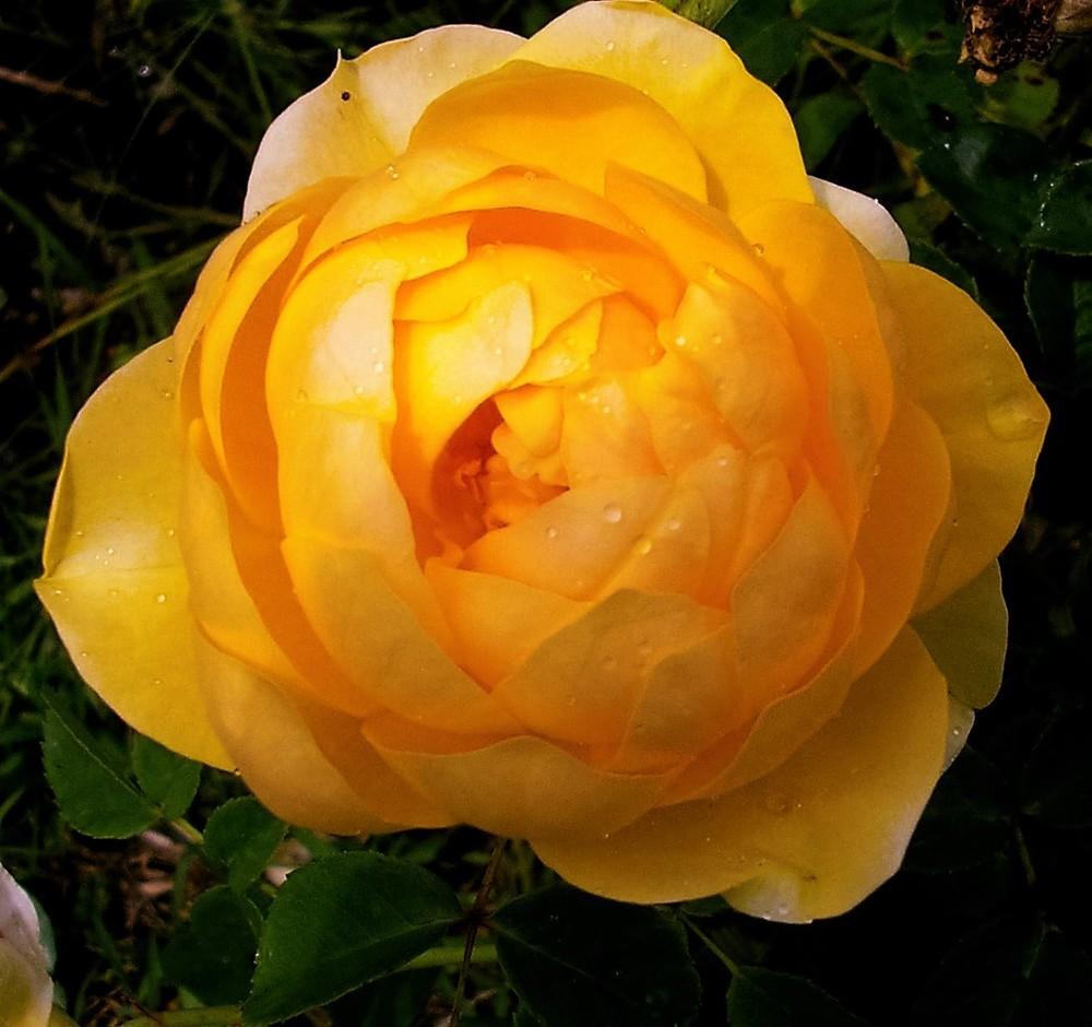 Photo of Rose (Rosa 'Graham Thomas') uploaded by manueldalmeida