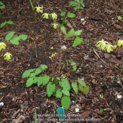 Location: Massachusetts garden
Date: May 19, 2013
soft yellow blooms on a small plant