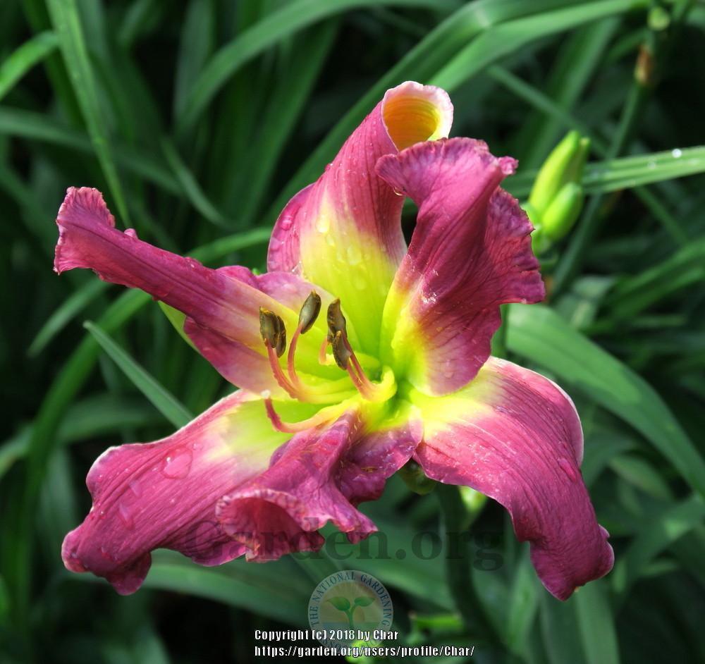 Photo of Daylily (Hemerocallis 'Sailing with Captain Kidd') uploaded by Char