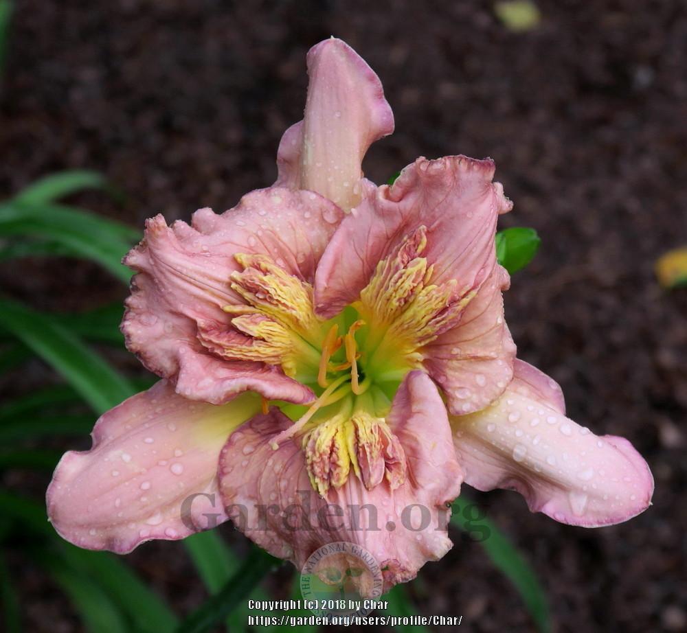Photo of Daylily (Hemerocallis 'Sculpted in Vermont') uploaded by Char