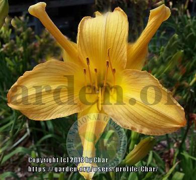 Photo of Daylily (Hemerocallis 'Partying with the Village People') uploaded by Char