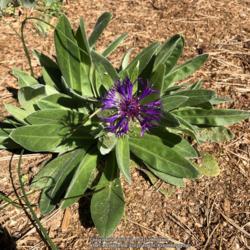 Location: Hamilton Square Garden, Historic City Cemetery, Sacramento CA.
Date: 2018-02-23
Young plant with first flower.