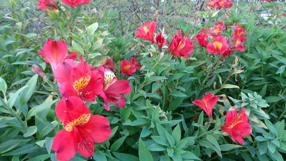 Photo of Peruvian Lilies (Alstroemeria) uploaded by Orsola