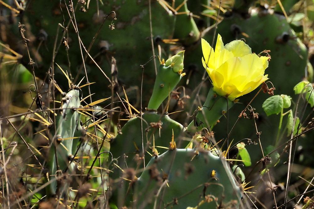 Photo of Prickly Pears (Opuntia) uploaded by Orsola