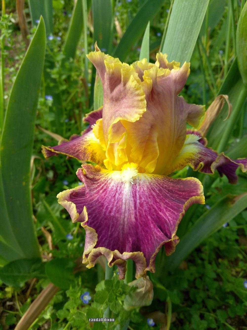 Photo of Tall Bearded Iris (Iris 'High Master') uploaded by arilbred