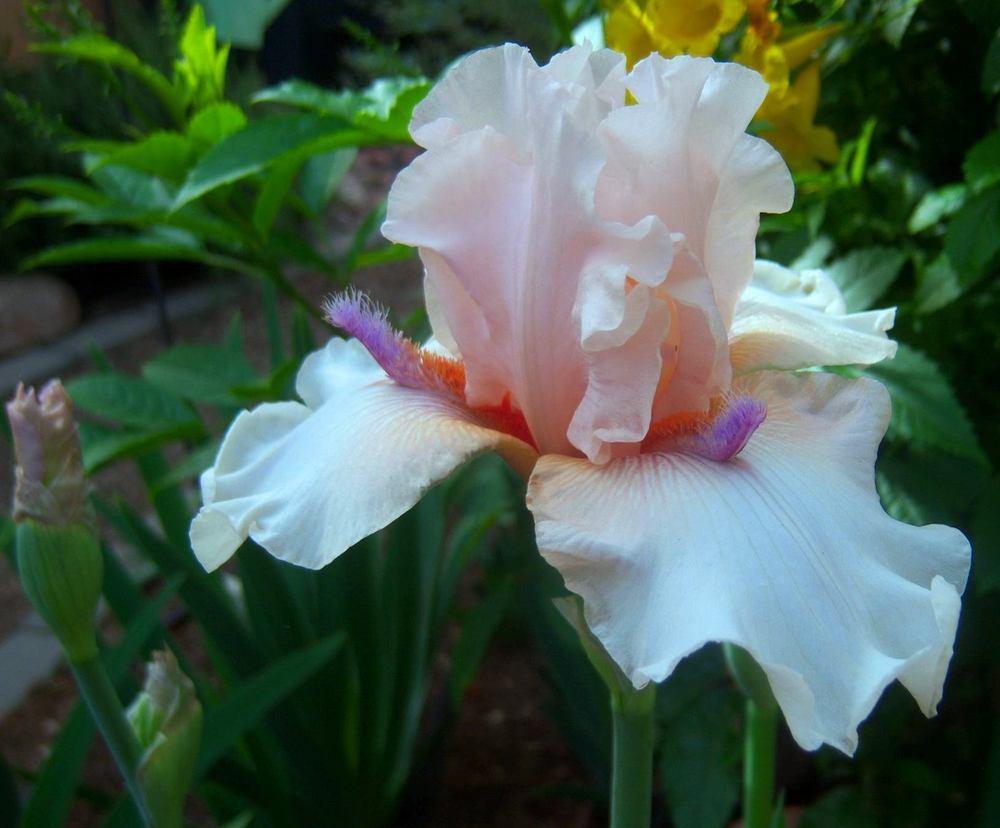 Photo of Tall Bearded Iris (Iris 'Godsend') uploaded by cocoajuno