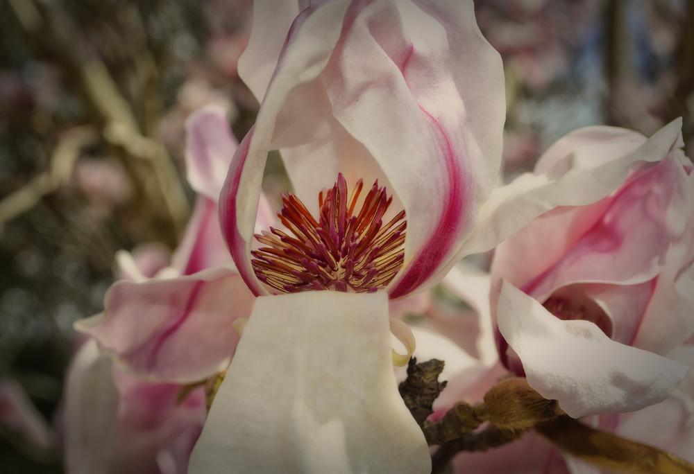 Photo of Saucer Magnolia (Magnolia x soulangeana) uploaded by dawiz1753