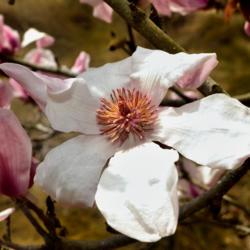 Location: Botanical Gardens of the State of Georgia...Athens, Ga
Date: 2018-02-22
Saucer Magnolia - Magnolia x soulangiana 002