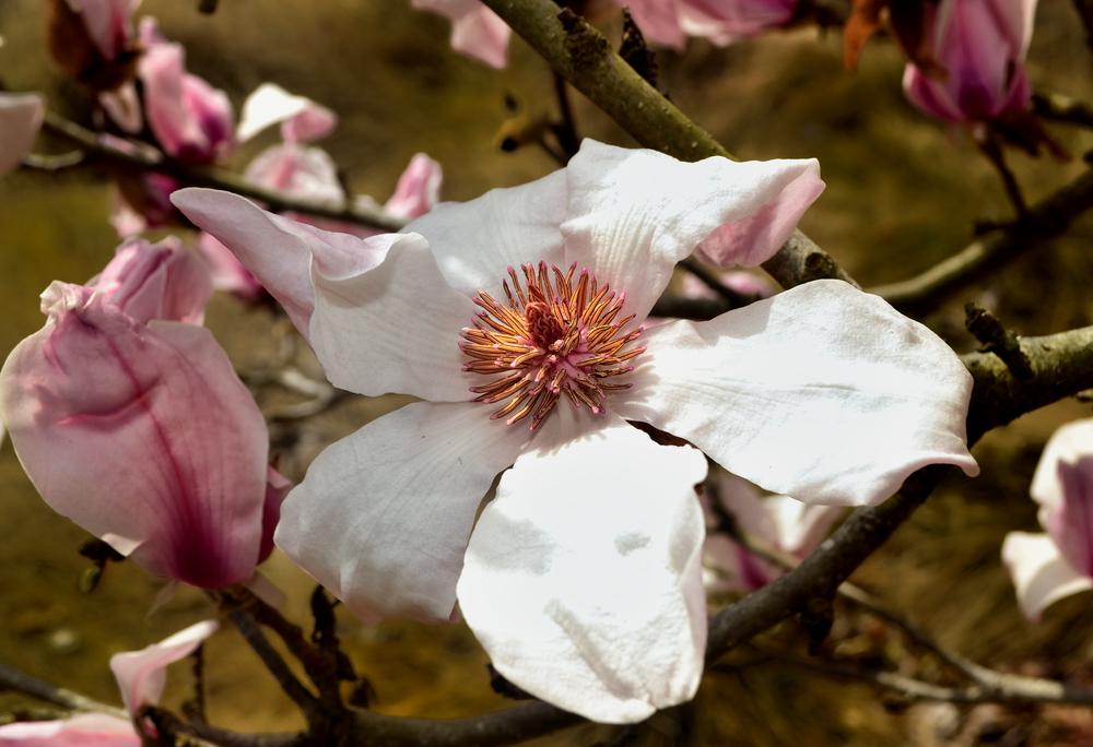 Photo of Saucer Magnolia (Magnolia x soulangeana) uploaded by dawiz1753