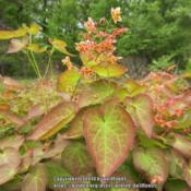 Planted in sun, it has fabulous red-bronze spring foliage, with g