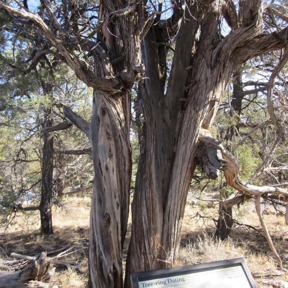 Photo of Utah Juniper (Juniperus osteosperma) uploaded by Bonehead