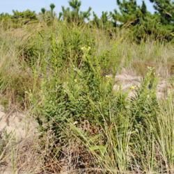 Location: Rehoboth Beach, Delaware
Date: 2012-09-14
plants in dunes